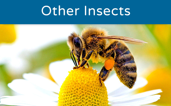 A bee collecting pollen on a daisy flower, labeled 'Other Insects'.