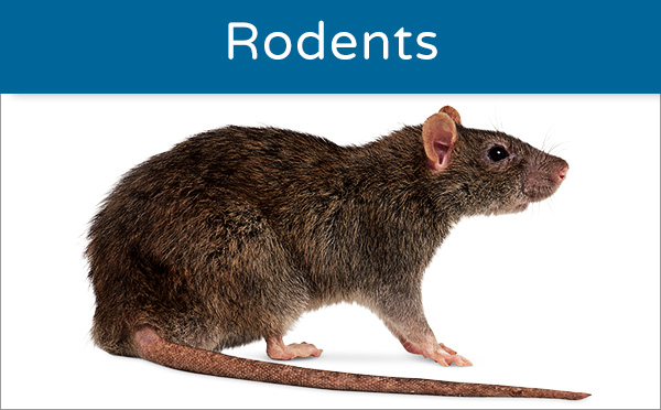 Close-up image of a brown rat, a common rodent, on a white background labeled 'Rodents'.