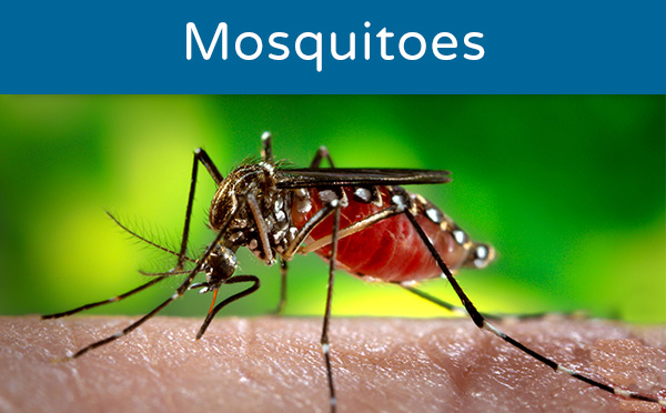 Close-up view of a mosquito feeding on human skin.