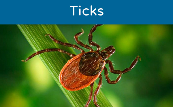 Close-up of a tick on a green leaf.