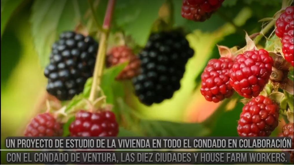 Close-up of blackberries at different ripening stages on the vine with a blurred background and Spanish text overlay related to a housing study project.