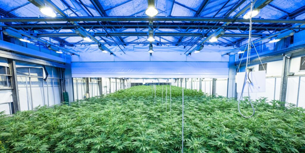 Indoor cannabis farm with overhead lighting