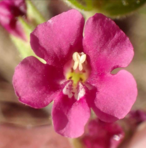 Close-up of a vibrant pink flower in sunlight.