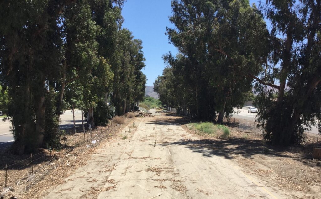 Old road lined with eucalyptus trees next to a highway on a sunny day.