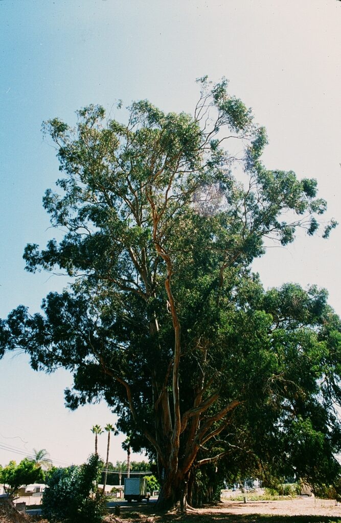 Photograph of Naumann Eucalyptus Tree Rows, showing a mature stand of eucalyptus trees with trunks, branches, and foliage, taken in 1985