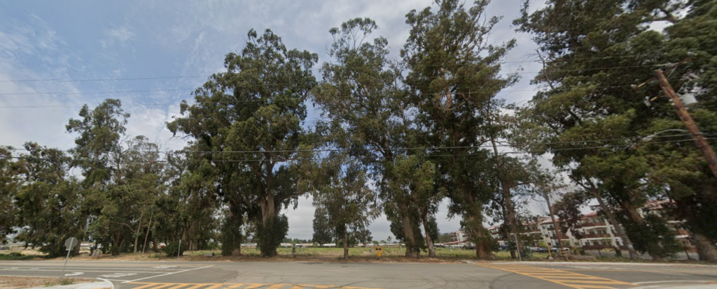 Naumann Eucalyptus Trees from Etting Road, photographed in 2019, showing a row of trees along the road