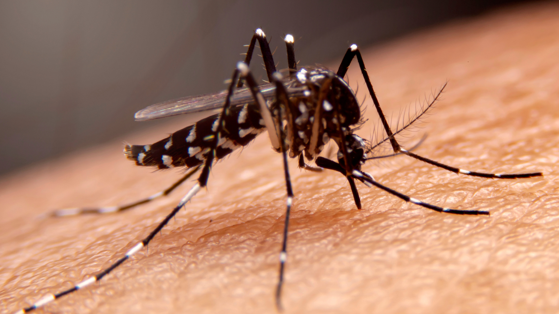 Aedes aegypti Mosquitoes Detected in City of Santa Paula as Warmer