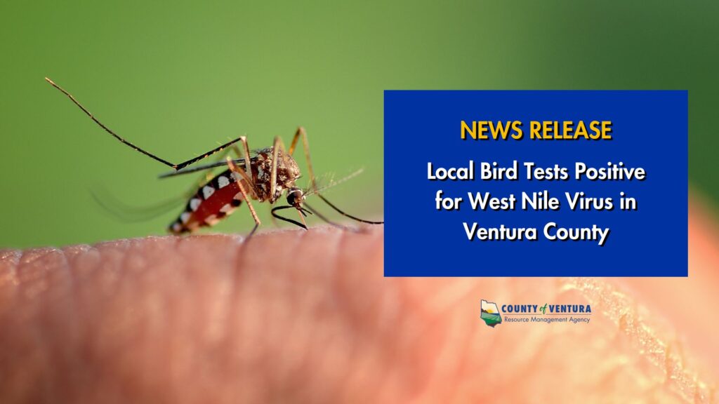Close-up of a mosquito on skin with text: "News Release: Local Bird Tests Positive for West Nile Virus in Ventura County".
