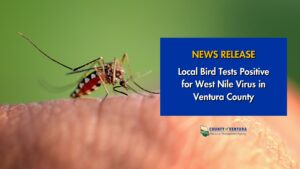 Close-up of a mosquito on skin with text: "News Release: Local Bird Tests Positive for West Nile Virus in Ventura County".