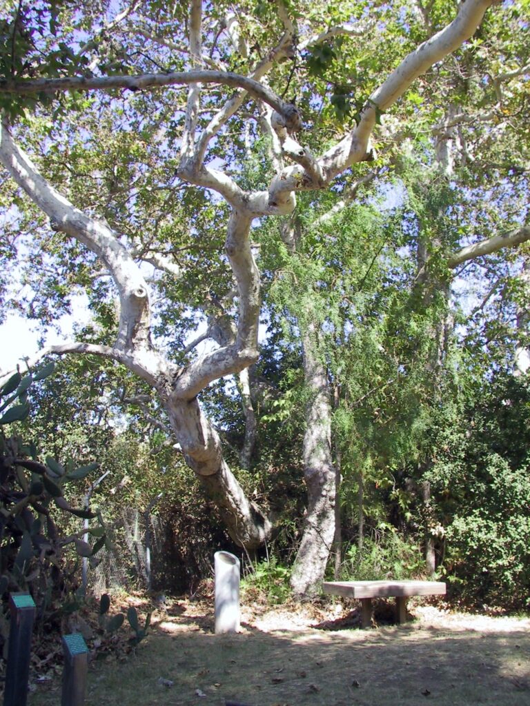 Large sycamore tree with bench and marker, 2012.