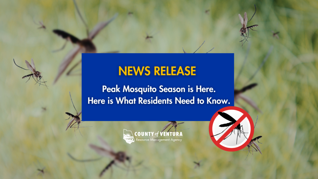 Ventura County news release graphic for peak mosquito season, featuring a blue box with yellow "NEWS RELEASE" text, county logo, and no-mosquito symbol over a background of flying mosquitoes.