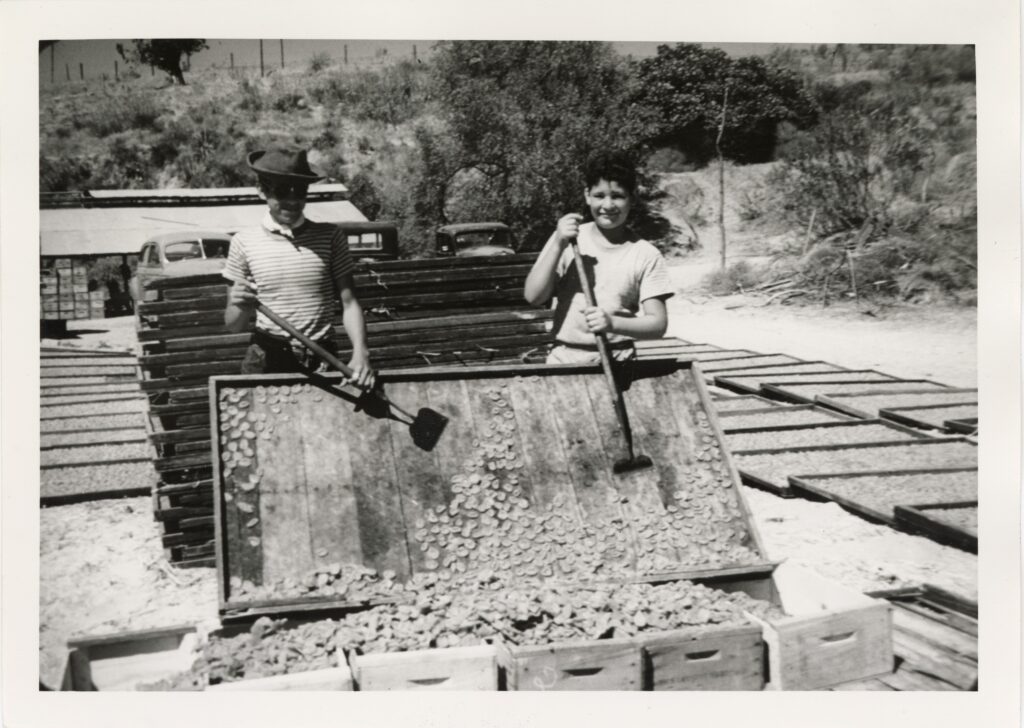 Two individuals use shovels to handle apricots in wooden drying trays, captured in a black-and-white vintage agricultural photograph.