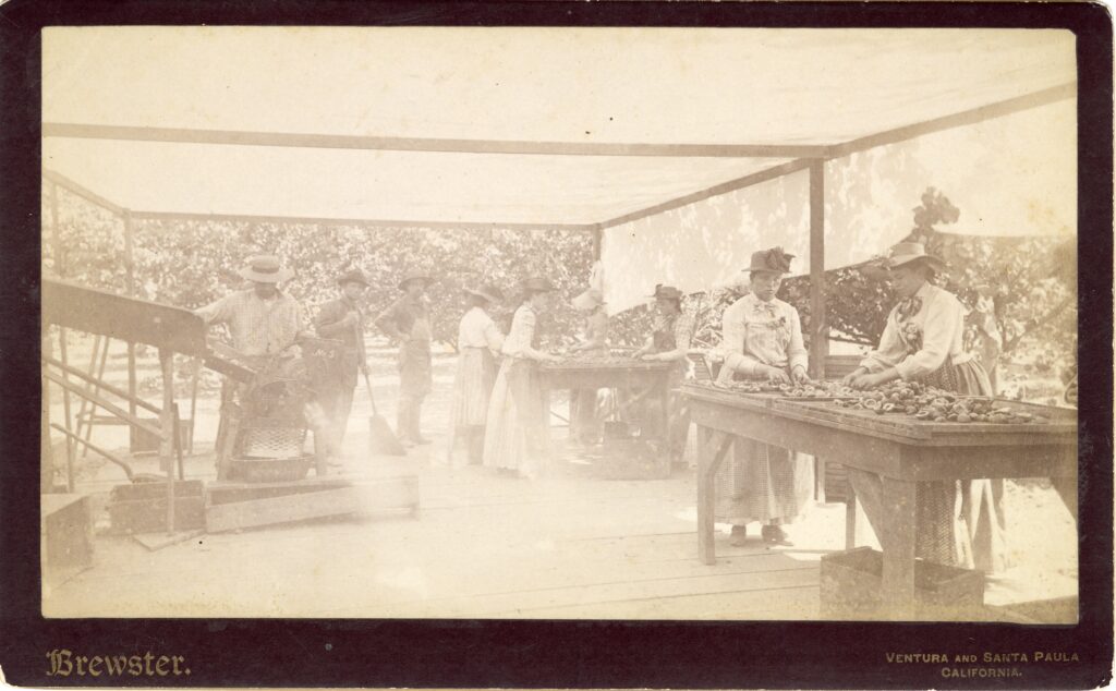 Vintage photograph depicts people pitting apricots under a canopy. Visible text includes 'Brewster' and 'VENTURA AND SANTA PAULA CALIFORNIA' at the bottom.
