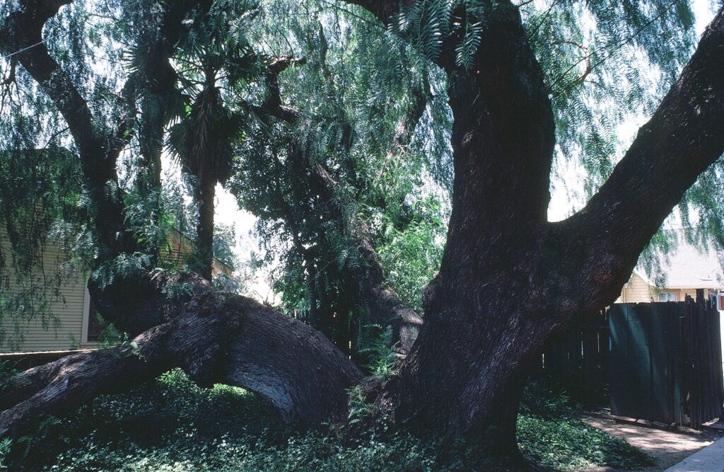 Aged pepper tree with thick, gnarled branches and dense green foliage, photographed circa 1980s in a residential backyard with houses and a fence.