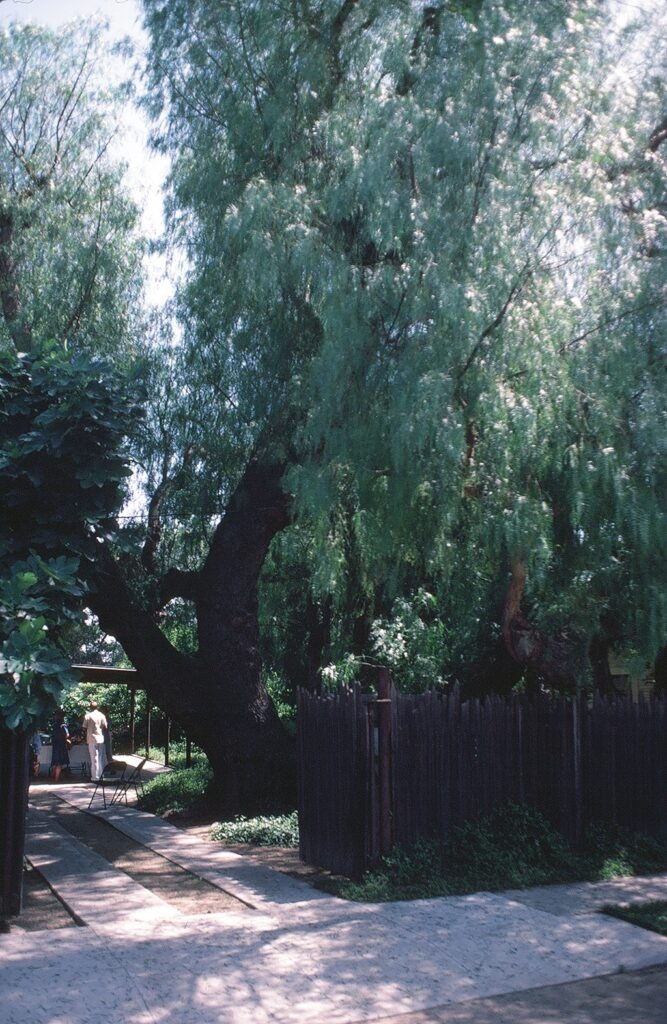 Aged pepper tree from the 1980s with drooping branches dominates a shaded garden pathway, near a wooden fence and people walking nearby.