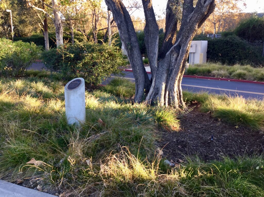 A Hunt Olive Tree with multiple trunks stands beside a white plaque in a grassy area, with a road and vegetation in the background.