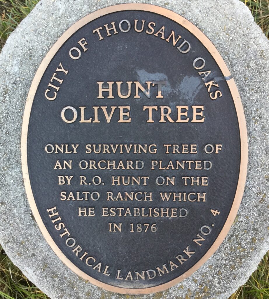 Dark historical marker plaque from Thousand Oaks identifying the Hunt Olive Tree as the only surviving tree from an 1876 orchard planted by R.O. Hunt on the Salto Ranch, labeled Historical Landmark No. 4.
