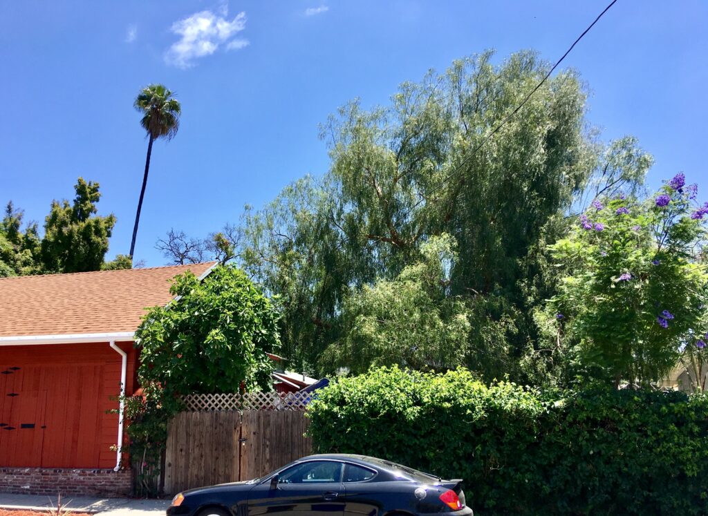 Red building with brown roof and wooden fence, black car parked in front, surrounded by lush greenery including a tall palm tree and flowering plants. Caption: Offshoot of the original Pepper Tree, 2019. Credit: Craig Baker.