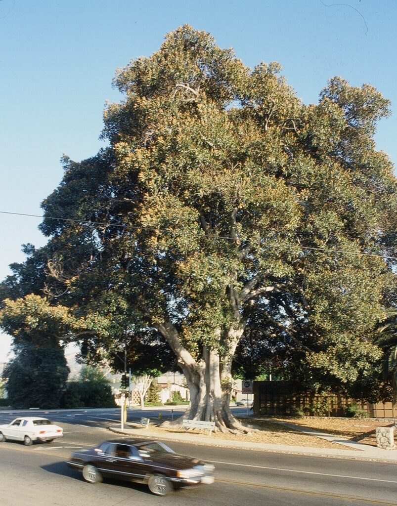 A large Moreton Bay Fig Tree from 1985 stands at a street intersection, with cars traveling on the road and a clear blue sky above.