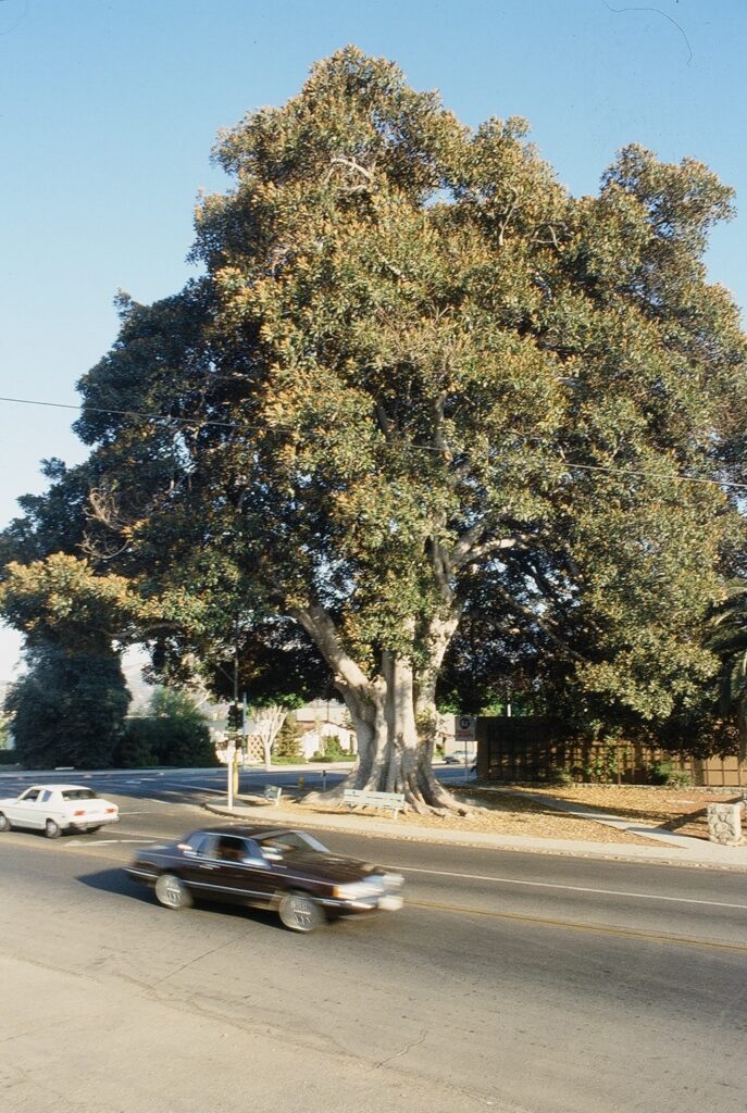 A large tree with green and yellow foliage dominates a street intersection in a 1985 photo, with a dark sedan moving and a white sedan behind it under a clear blue sky.