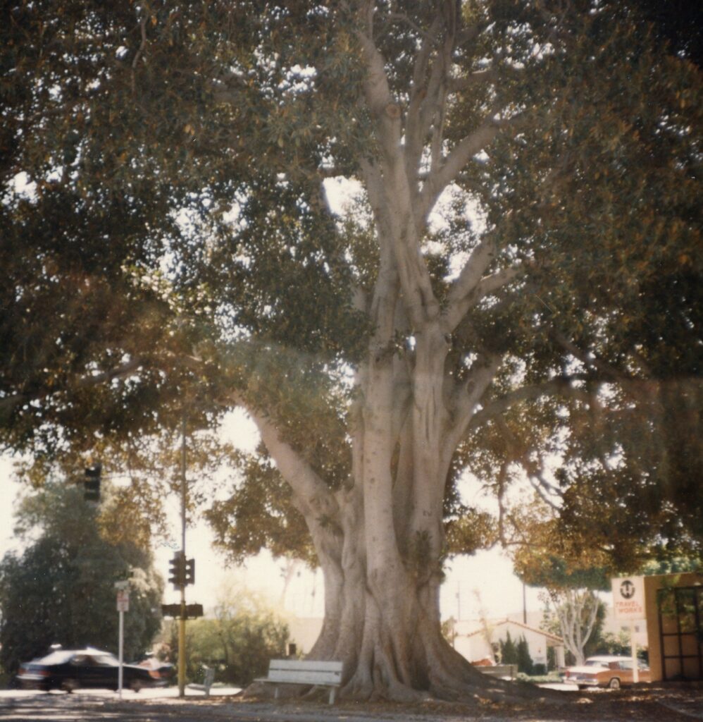 A massive Moreton Bay Fig Tree with thick, gnarled trunks and dense foliage dominates a 1980s street scene, featuring a bench, traffic light, and a building with "Travel Works" signage.