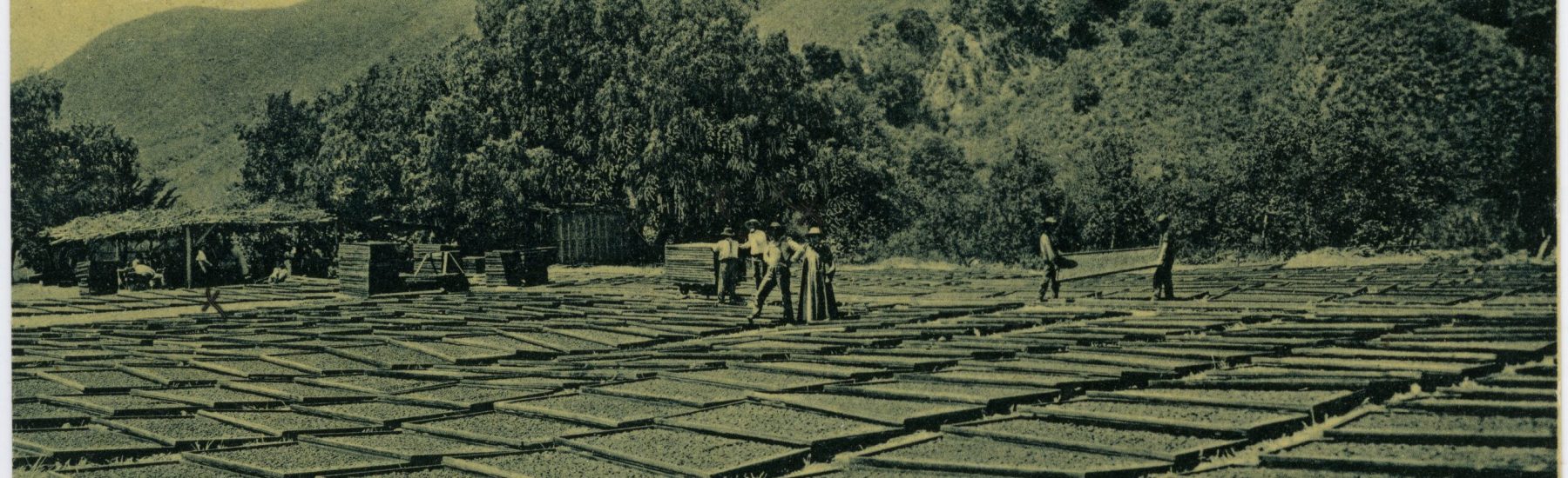 A vintage postcard from the Museum of Ventura County (Pin 21510) depicts apricot drying in Santa Paula, California, with rows of wooden trays filled with apricots, workers, and handwritten text against a mountainous backdrop.