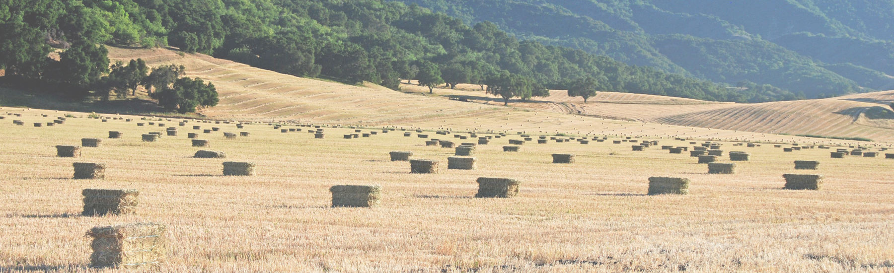 Bales of hay with mountains in background
