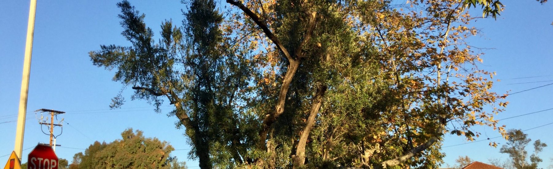 A Hunt Olive Tree stands prominently in a Sprouts Farmers Market parking lot, with visible road signs including a STOP sign, "RIGHT TURN ONLY" sign, and directional markers for Lynn Rd and Hospital under a clear blue sky.