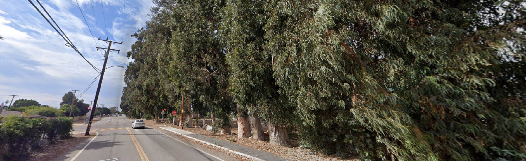 Naumann Eucalyptus Trees from Etting Road, photographed in 2022 by Google Street View, showing a row of trees along the road