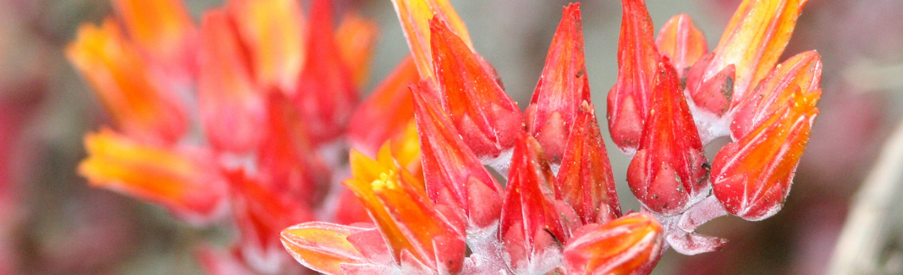 Close-up of vibrant red and orange flowers