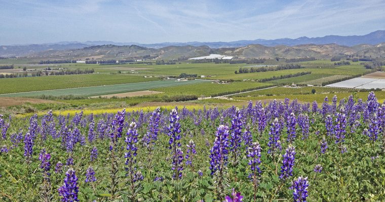 Purple wildflowers in the foreground with a sprawling valley and mountains in the distance under a blue sky.