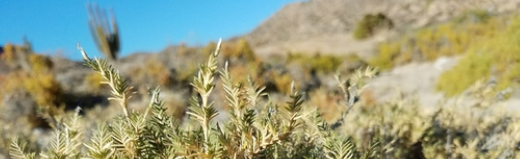 Shore Grass (Distichlis littoralis) with slender green and brown leaves growing among light-colored sand under a clear blue sky, distant hills visible in the background.