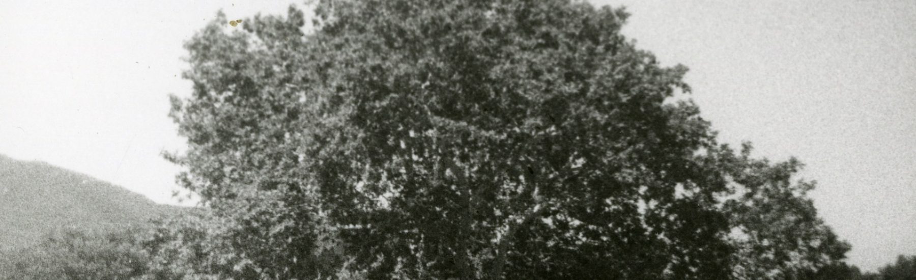 Large sycamore tree near Stagecoach Inn