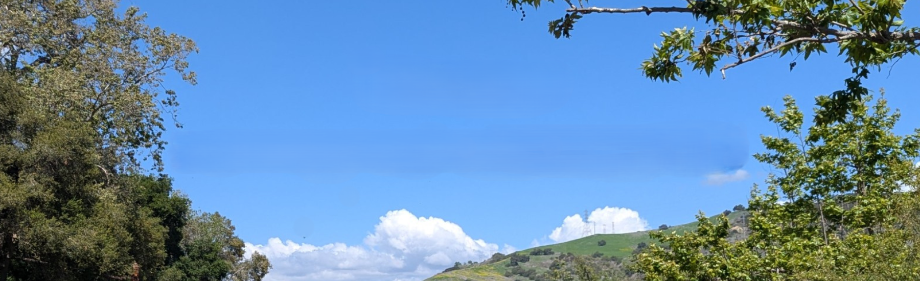 Scenic view with trees, blue sky, and clouds. Decorative.