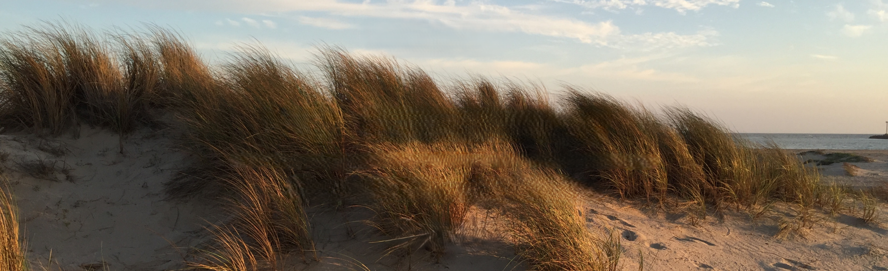 Sand Dune grasses with ocean and cloudy sky in the background. Decorative.